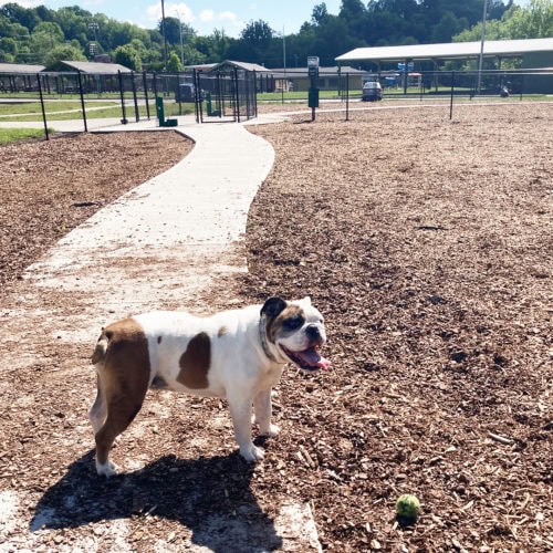 dog at park 500x500