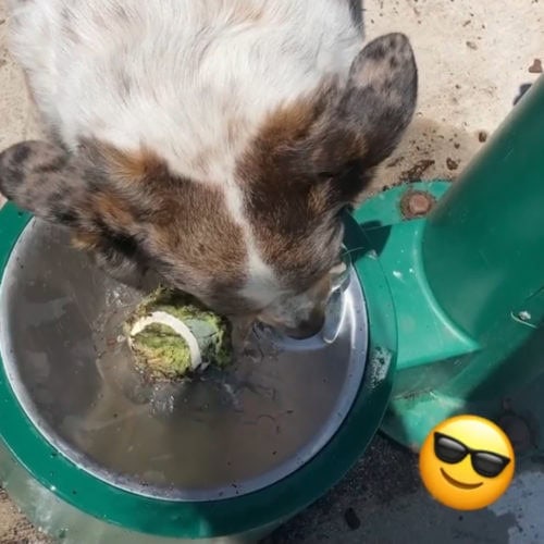dog drinking 500x500